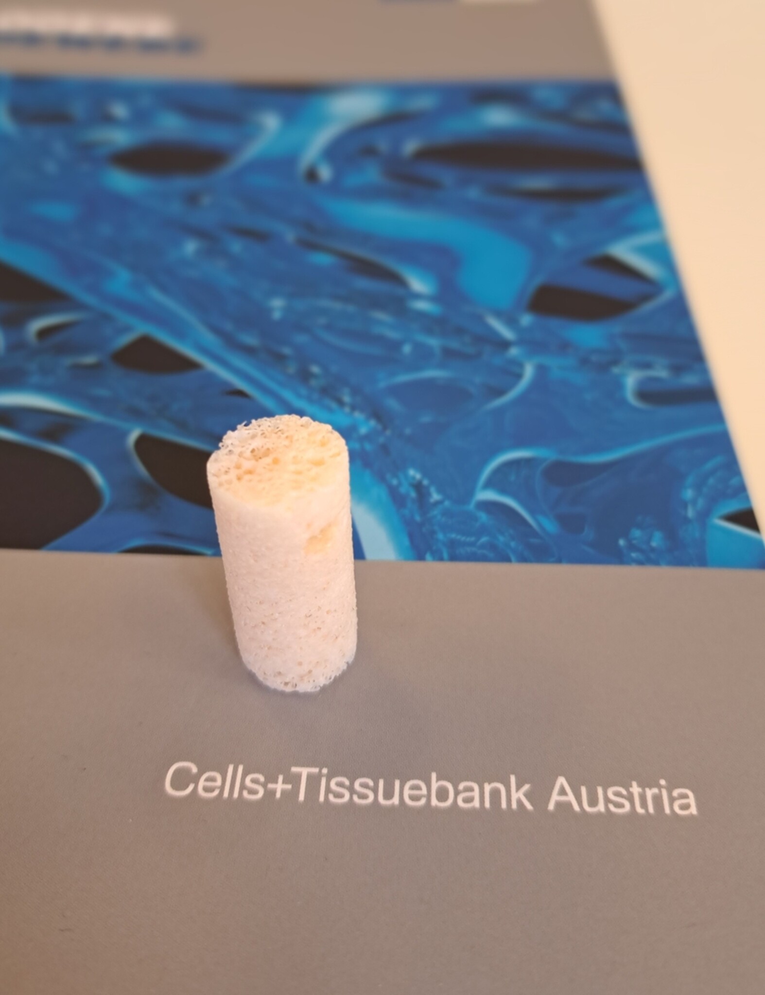 Ein aufbereiteter Knochenteil für die Verwendung in einem Bohrkanal steht auf dem Prospekt der Cells + Tissuebank Austria