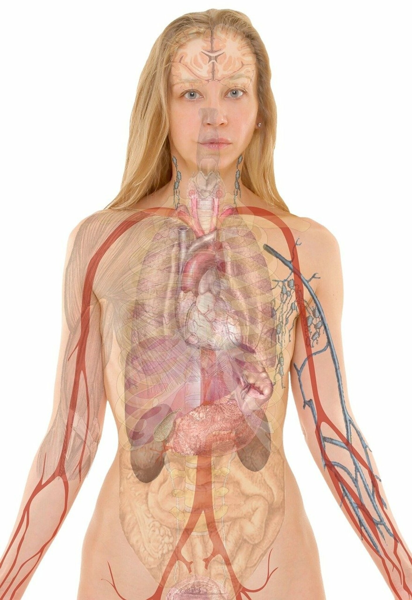 Bildüberblendung der Anatomie des Oberkörpers einer Frau