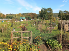 bewirtschaftete Kleingärten